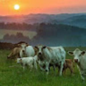 Meet your Posher, Buyi